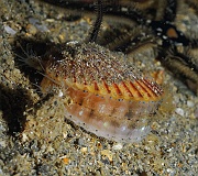 Aequipecten opercularis-Belle Ile Epave du Anan-3m-20160630-Denis-ADER-DSC_8364_tn